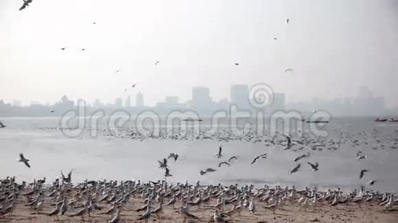 孟买海滩的海鸥视频的预览图