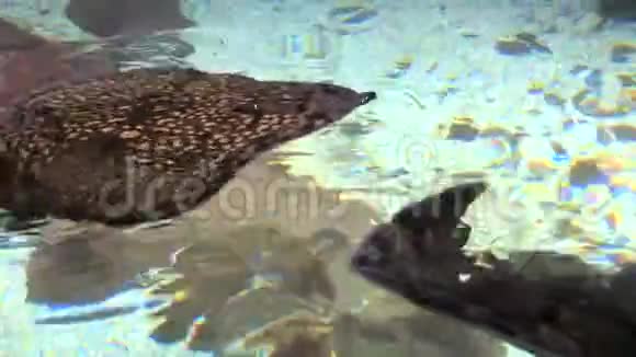 海洋生物鱼是一群鱼与鲨鱼有关视频的预览图