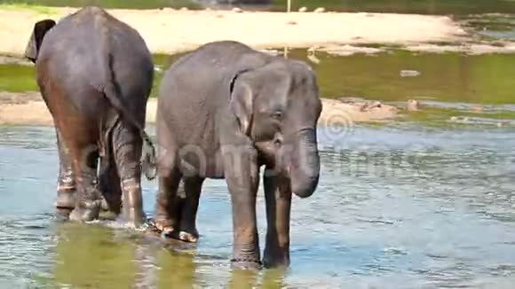 大象在河里洗澡视频的预览图