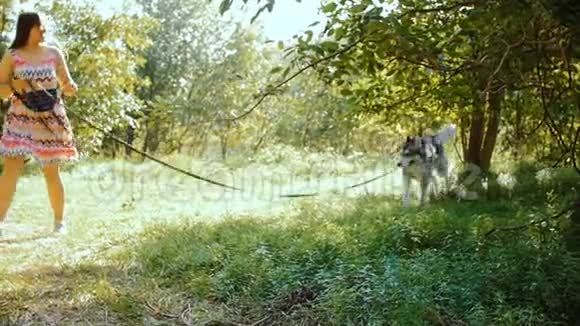 一个年轻的女人在一个夏天阳光明媚的日子里带着一只哈士奇的狗穿过森林视频的预览图