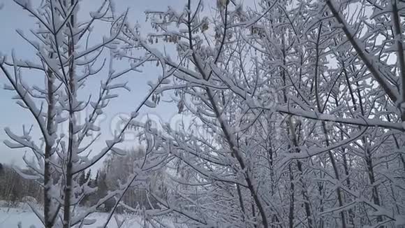 降雪时冬林中的雪杉树雪花和圣诞节的概念视频的预览图
