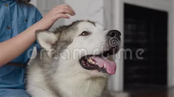 可爱的家犬和可爱的孩子或爱宠物动物的友谊视频的预览图