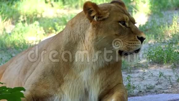 在阳光明媚的一天一只雌性狮子在动物园里以滑稽的方式打着哈欠视频的预览图