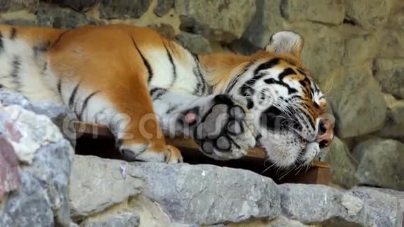 夏天动物园里一只大睡条纹老虎躺在石头上视频的预览图