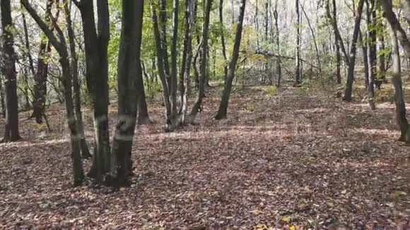 秋色森林全景视频的预览图