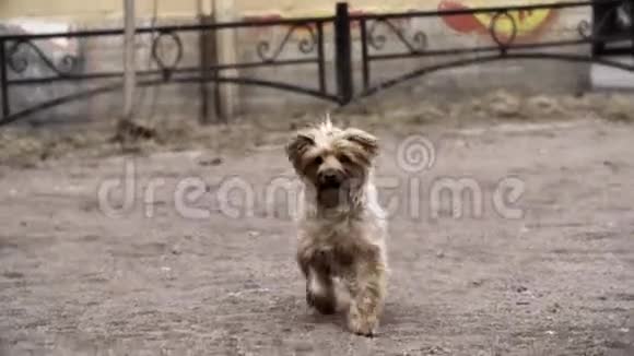 有趣的小狗兴奋的狗在城市公园的院子里奔跑视频的预览图