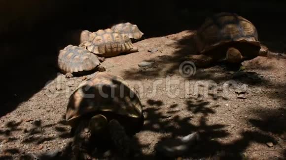 泰国曼谷Dusit动物园或KhaoDinWana公园的Aldabr或塞舌尔巨型乌龟视频的预览图