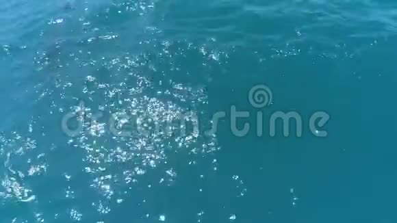 一群海豚跳出水面海豚追逐鱼海边的暑假视频的预览图