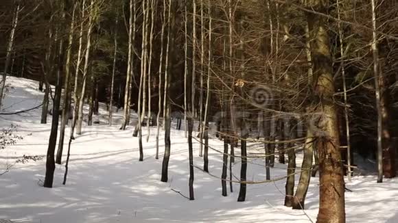 森林山冬林一幼山毛榉林积雪覆盖大层优质视频的预览图