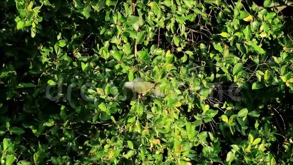 都市野人生活野生粗填绿色鸽子在午后阳光下吃大树上的水果视频的预览图