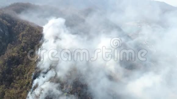自然灾害树林被浓烟笼罩视频的预览图