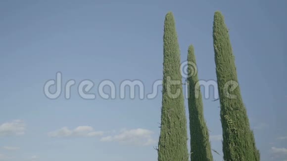 托斯卡纳的三棵柏树视频的预览图