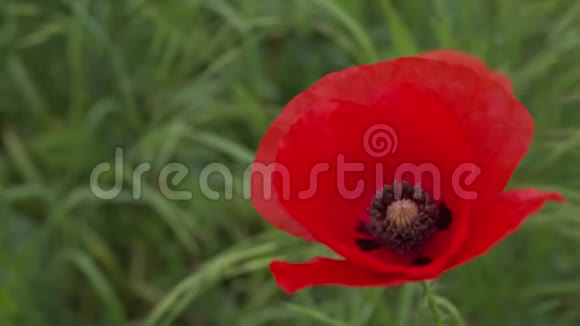 野粟红花视频的预览图