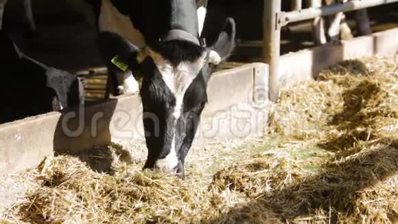 在农场里喂牛视频的预览图