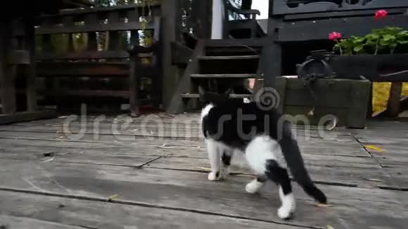 旧村房子里的小猫视频的预览图
