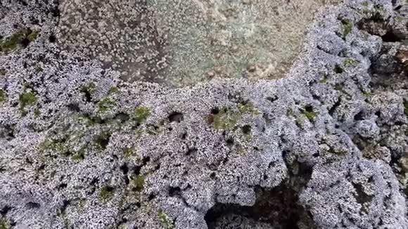 海岸石上和海边的贝壳石视频的预览图