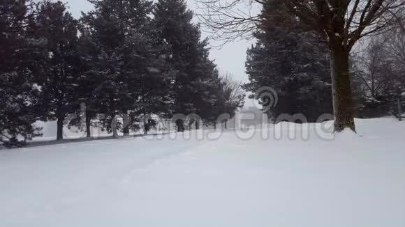 雪暴暴雪与常青树带树区的雪花自然场景北雪天气风景区视频的预览图