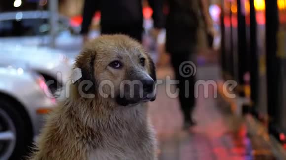 无家可归的狗在城市街道的夜晚在过往的汽车和人们的背景下栖息视频的预览图