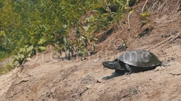 河龟沿着沙滩爬行入河慢动作视频的预览图