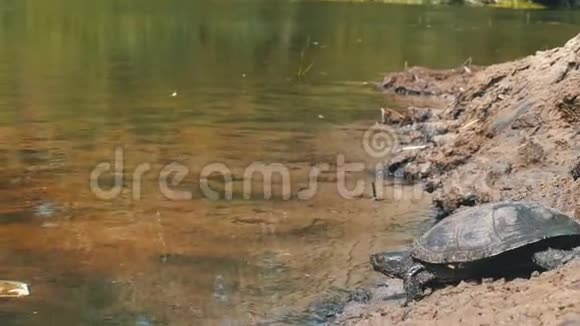 河龟沿着沙滩爬行入河慢动作视频的预览图