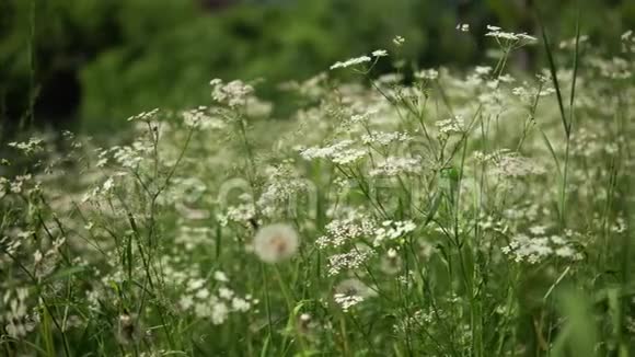 在阳光明媚的一天草地上绿草如茵绽放着咆哮视频的预览图