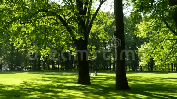 人们在绿色公园的树荫下散步和放松视频的预览图