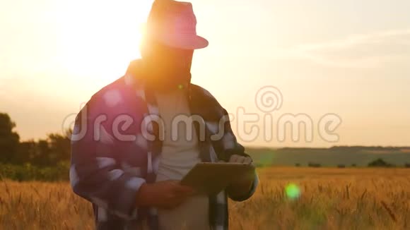 站在麦田里拿着一片药片的高级农民小麦数字平板电脑男农学家视频的预览图