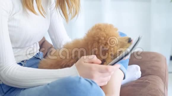 小女孩带着小狗坐在沙发上使用数字平板电脑视频的预览图
