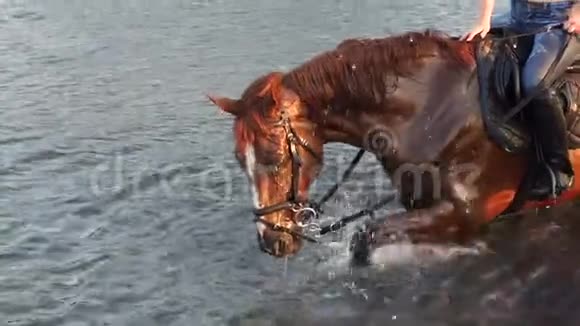 美丽的女孩带着她的马在湖里游泳视频的预览图