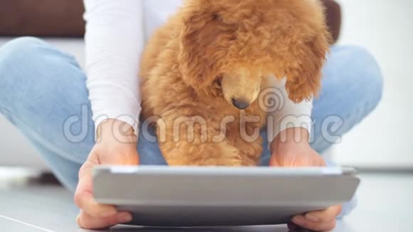 带小狗的小女孩用数码平板电脑坐在地板上视频的预览图