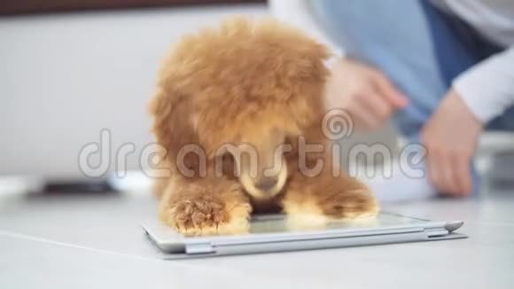带小狗的小女孩用数码平板电脑坐在地板上视频的预览图
