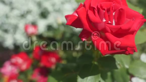 花园里的红玫瑰选择性聚焦视频的预览图
