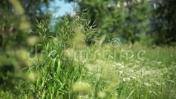 在阳光明媚的一天草地上绿草如茵绽放着咆哮视频的预览图