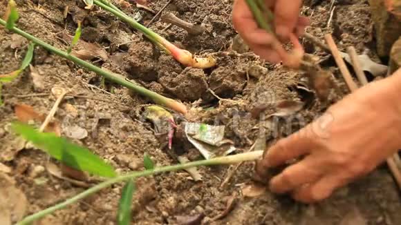 农民种姜树视频的预览图