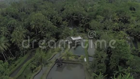 巴厘岛棕榈树之间的河流视频的预览图