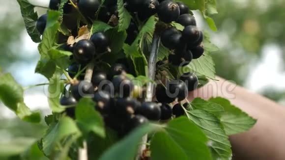花园里有黑色成熟多汁的醋栗一种大甜的醋栗黑醋栗的收获是由一个农民收集的视频的预览图