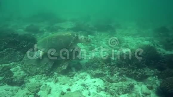 阿联酋Fujairah湾的龟视频的预览图