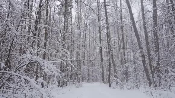 美丽的冬林野冬林中降雪视频的预览图