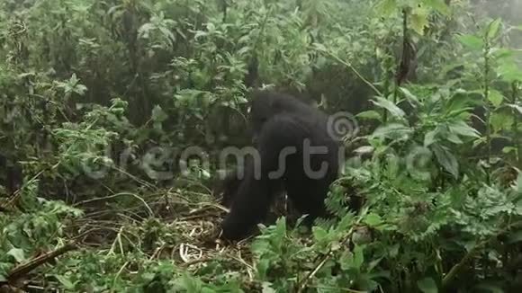 在森林里觅食的大猩猩视频的预览图