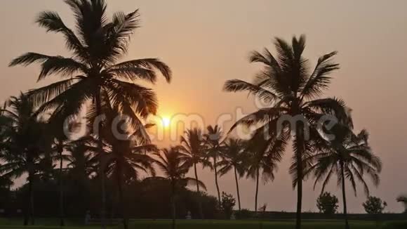 美丽的夕阳落在棕榈树后面时光流逝视频的预览图