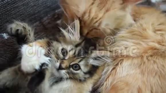 小猫和小猫视频的预览图
