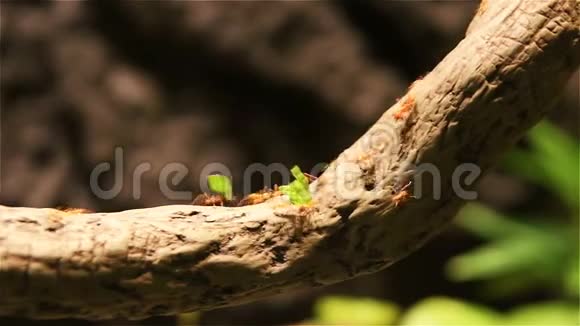 红蚂蚁把食物喂给蚁穴视频的预览图