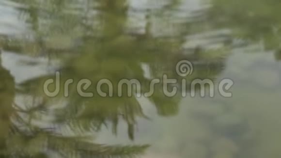 棕榈树在水面上缓慢运动的反射视频的预览图