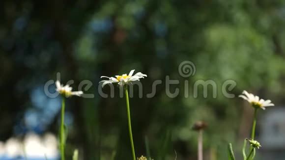 白黛西的花在夏天的田野里随风飘荡夏天美丽的雏菊在草坪上盛开植物疗法花卉视频的预览图