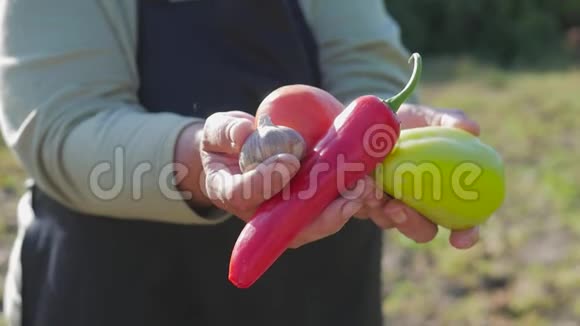 高级园丁手里拿着花园背景上的一种蔬菜有机食品视频的预览图