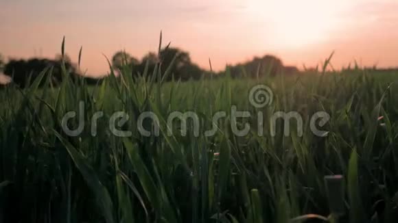 夕阳在草地上一个温暖的夜晚在户外集合起来视频的预览图