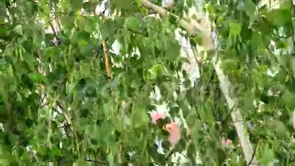 雨中绿桦叶视频的预览图