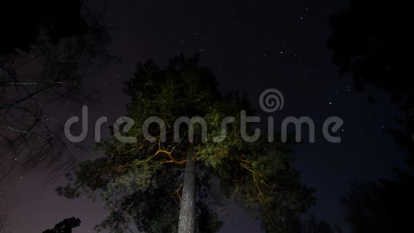 星星在树周围的天空中追踪视频的预览图