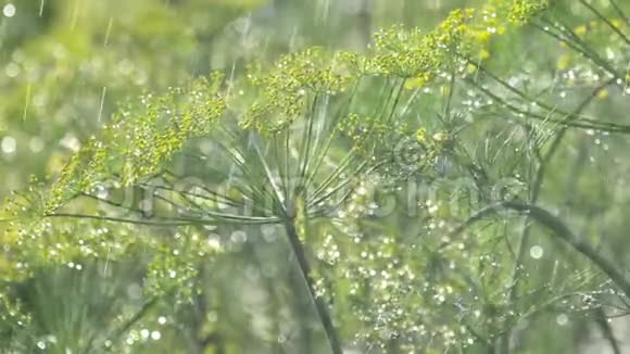 雨下鳃的花序视频的预览图