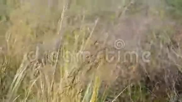 草原上的羽草视频的预览图